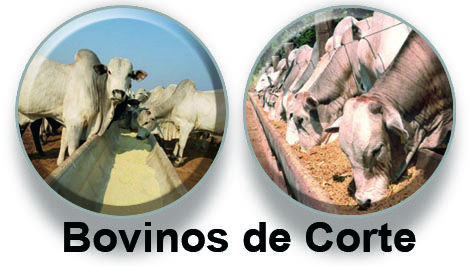 Bovinos de Corte