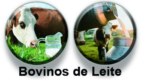 Bovinos de Leite