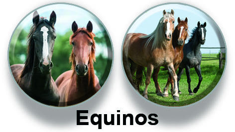 Equinos