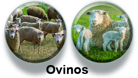 Ovinos