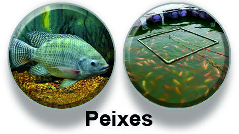 Peixes